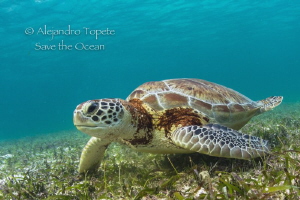 Green Turtle, Akumal Mexico by Alejandro Topete 